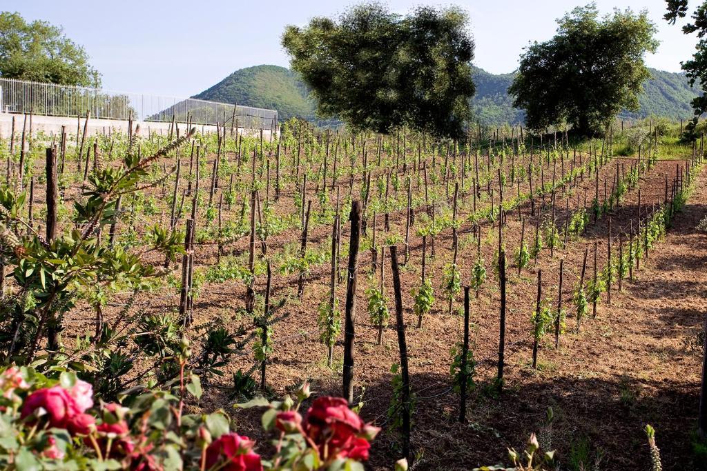 Tenuta D'Amore San Mango Piemonte Extérieur photo